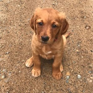 Meet your Posher, Missy